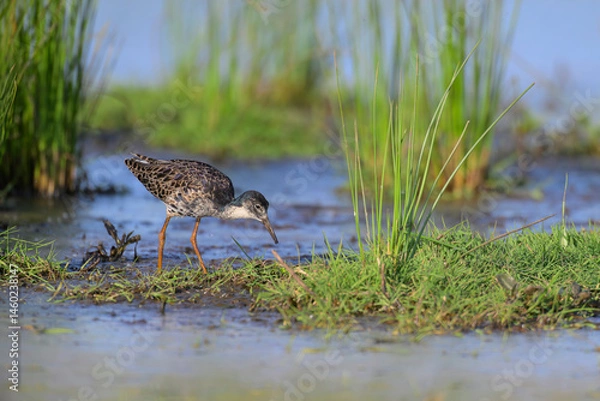 Obraz Kampfläufer Calidris pugnax ruff