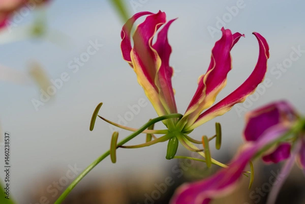 Fototapeta Macro Shot of Red Gloriosa Superba Lily Bloom

