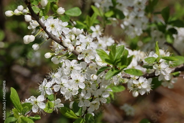 Obraz Cherry blossom in spring garden. White flowers and young green leaves on a branch