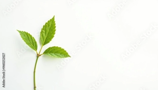 Fototapeta Single, delicate sapling against pure white backdrop , plant, isolated