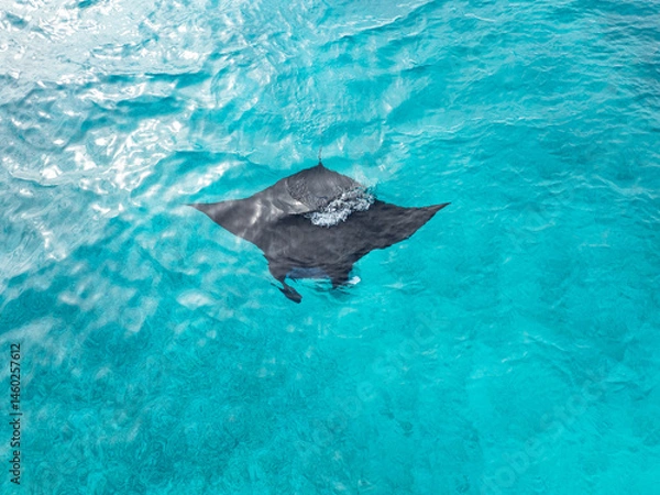 Obraz A reef manta ray, Mobula alfredi, swims in shallow water, feeding on zooplankton in the Garacie Islands near Halmahera, Indonesia. Reef mantas are much smaller than the giant oceanic mantas.