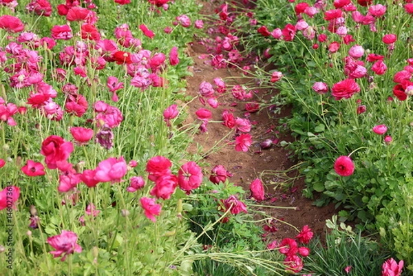 Fototapeta pink ranunculus 