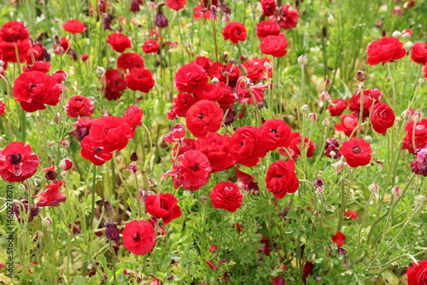 Obraz red ranunculus 