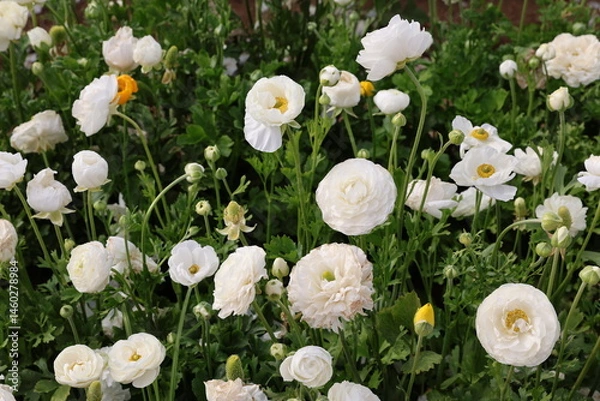 Obraz white ranunculus 