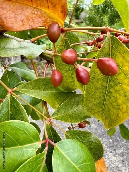 Fototapeta Red wild berries on a tree closeup