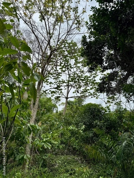 Fototapeta trees in the forest