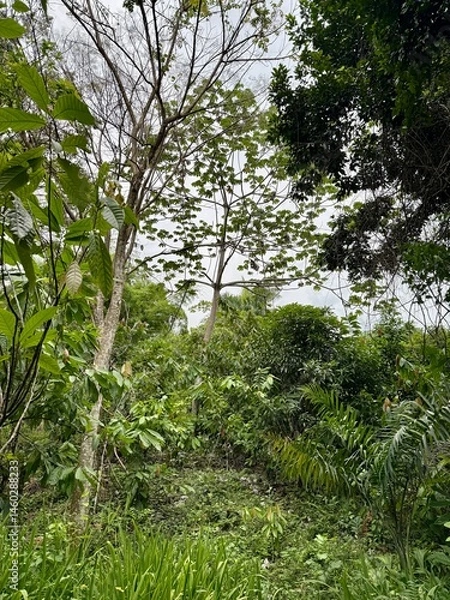 Fototapeta green forest in the morning