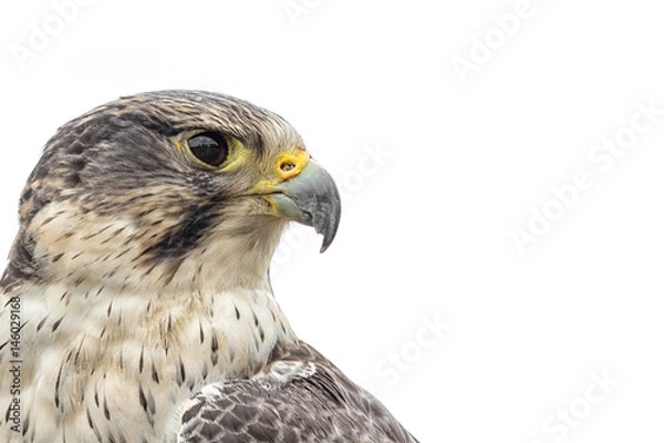 Obraz Portret saker krzyż wędrowny krzyż hybrydowy Falcon patrząc w prawo na białym tle