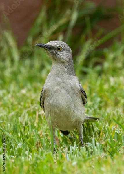 Obraz Mockingbird in grass