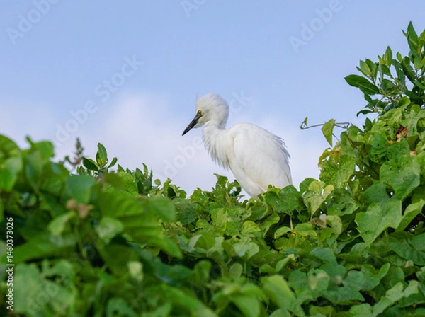 Obraz view of a single white heron perched in a tree with green leafs in a tropical environment during the day wth the blue sky behind