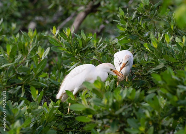 Fototapeta view of a couple of white heron  building a nest together perched in a tree with green leafs in a tropical environment during the day