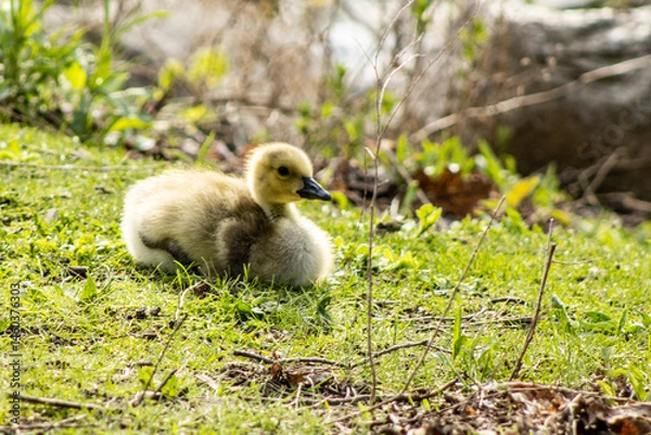 Obraz gosling in the grass