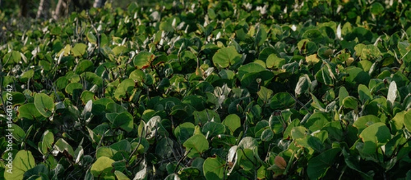 Obraz view of a background composed of green leaf with bright morning sun light