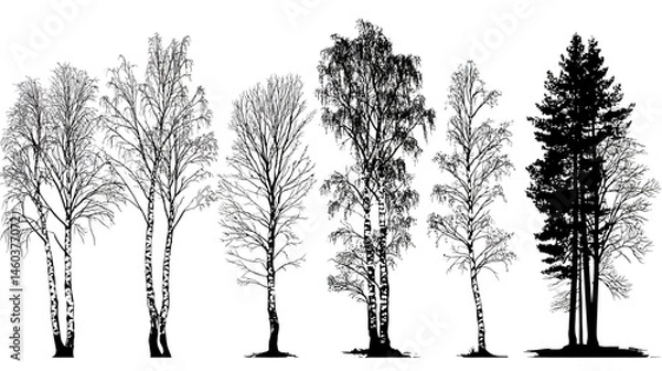 Obraz Birch trees collection simple black silhouette vector isolated on white background  -  