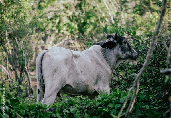 Obraz Side view of a thin white cow in a forest with green foliage