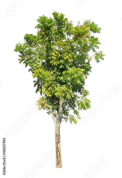 Obraz Isolated tree on white background