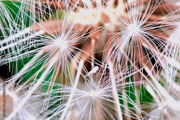 Fototapeta A dandelion clock macro closeup abstract art