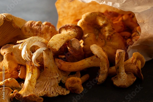 Fototapeta A closeup view of a pile of golden chanterelle mushrooms.
