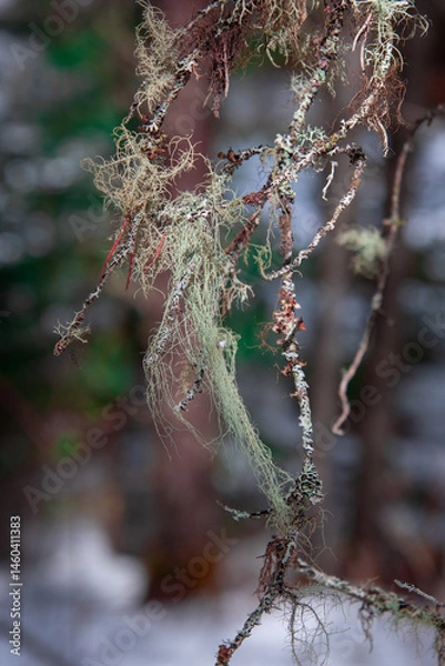 Fototapeta Close-up of a dead branch of a tree in the Canadian forest