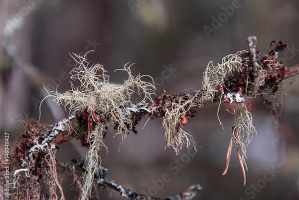 Fototapeta Close-up of a dead branch of a tree in the Canadian forest
