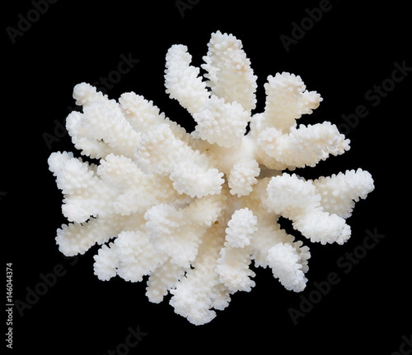 Fototapeta White coral isolated on a black background