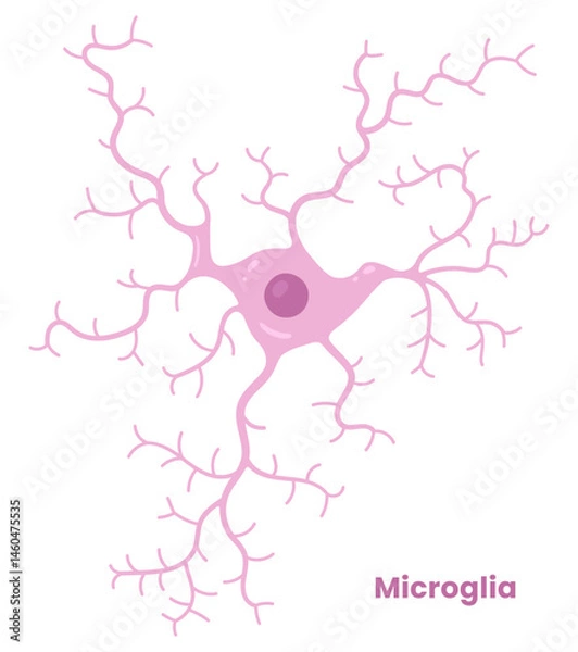 Fototapeta Vector illustration of microglia cells in the brain, showcasing their role in neuron support. Neuroglia