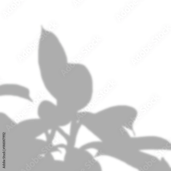 Obraz a leaf shadow background