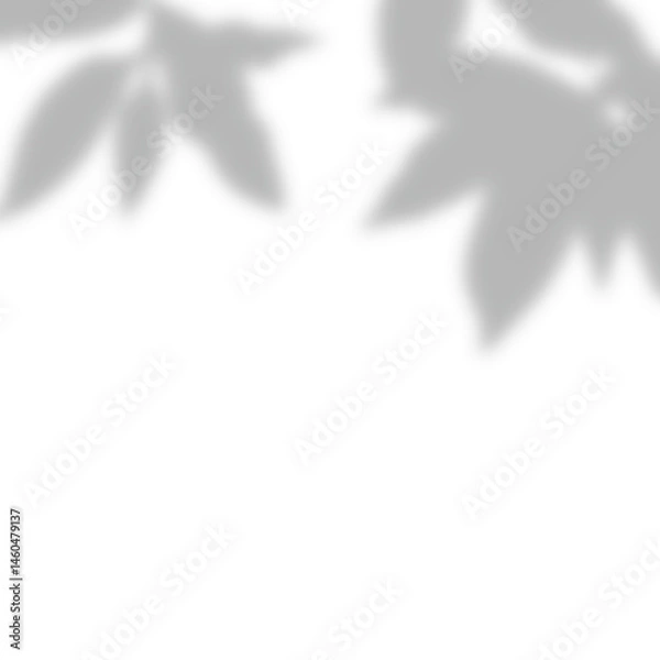 Obraz a leaf shadow background