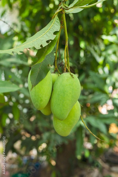 Obraz Green raw mangoes  fruit on tree