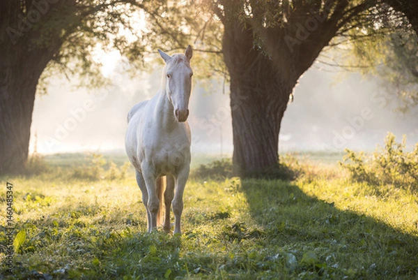 Obraz ein weißes Pferd steht aufmerksam im frühen Morgenlicht  auf einer Wiese unter großen Weiden