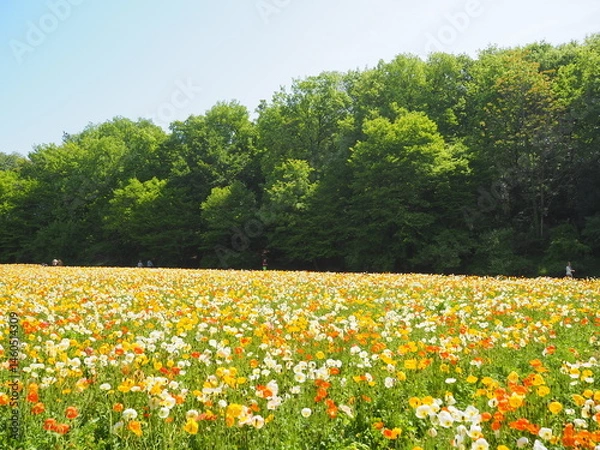 Fototapeta OLYMPUS DIGITAL CAMERA