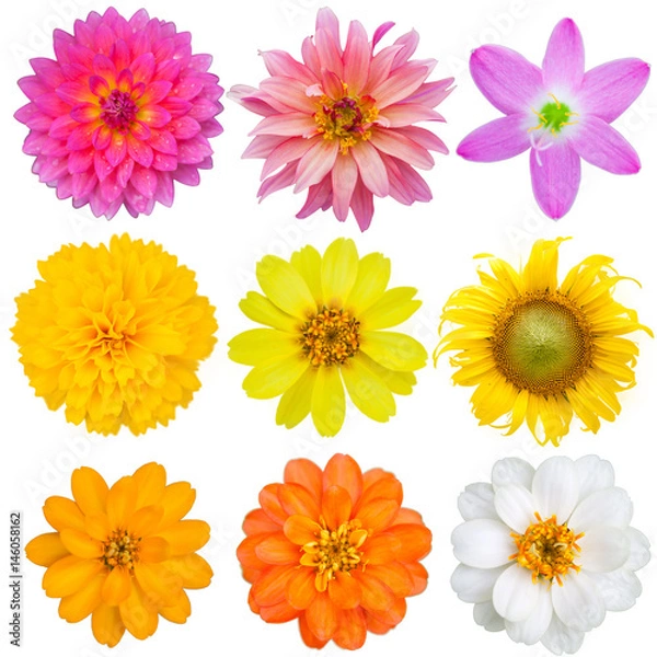 Fototapeta colorful flowers on isolate 