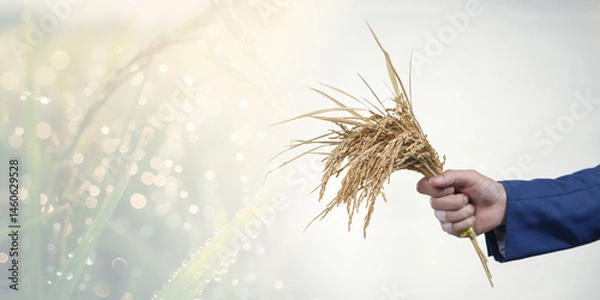 Obraz Businessman Holding Rice Bundle in Hand Against Agricultural Background