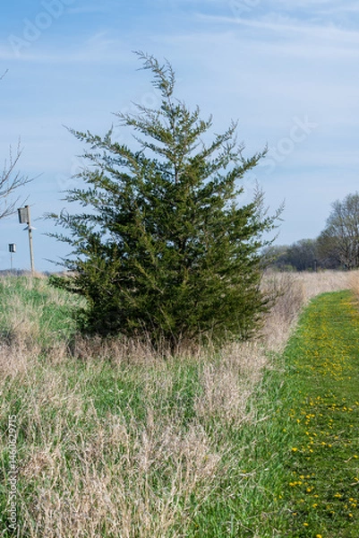 Obraz Eastern Red Cedar Tree
