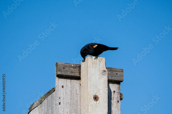 Obraz Redwing Blackbird on Bird House
