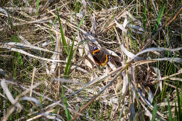 Obraz Monarch Butterfly Closeup