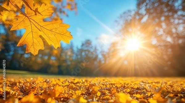 Fototapeta Sunlit autumn scene with vibrant yellow leaves covering the ground and a bright sun shining through trees