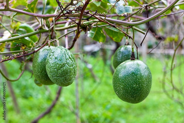 Obraz Zielone owoce awokado na tle ogrodu.