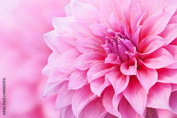 Obraz Light pink flower with background 