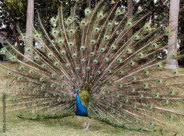 Fototapeta A peacock spreading its tail on the grass
