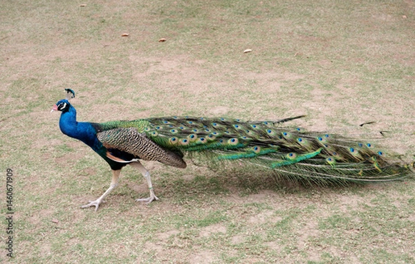 Fototapeta Peacock walking on the grass