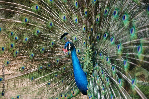 Fototapeta A peacock spreading its tail on the grass