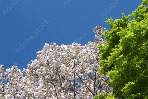 Obraz 桜と新緑と青空