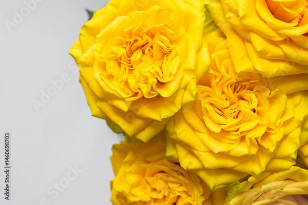 Fototapeta Close up of fresh yellow roses on white color background.