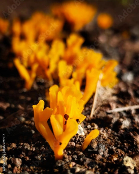 Fototapeta Dacrymyces spathularia. Macro shot of this bright yellow fungus growing wild in the Philippines. 