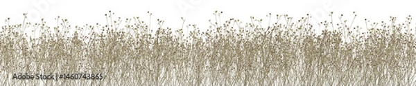 Obraz Dried wild plant in summer, Tropical forest with isolated on transparent background - PNG file, 3D rendering for create and design