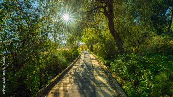 Fototapeta Sunlight filtering through trees on woodland boardwalk at Deer Lake Park, Burnaby, BC, Canada.