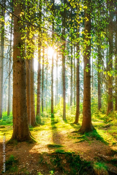 Obraz Poranek w lesie przy jasnym słońcu