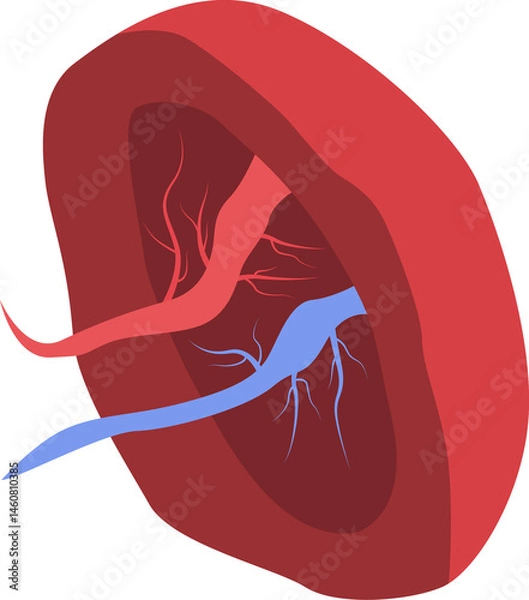 Obraz Cross section of human liver illustration.