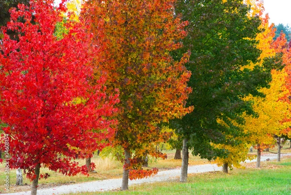 Obraz Autumn